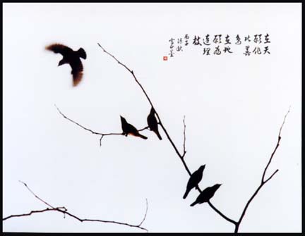 laberinto de aves